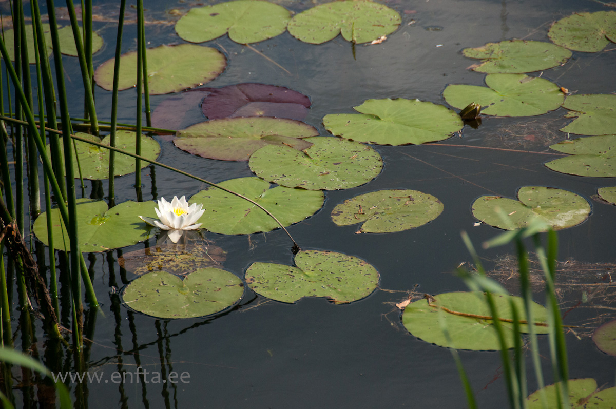 0001   Welcome to Vellavere Tartu county, Estonia